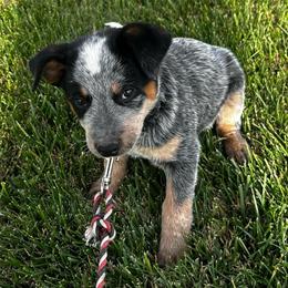 Rutt - Blue mottled male Australian Cattle Dog puppy in Mount Pleasant, Utah from Christensen Family Kennel