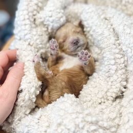 Journey - Cream female Cockapoo puppy in Preston, Idaho from Rocking JH Pup Co