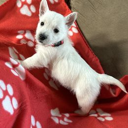 West Highland White Terrier Puppies from Whitehouse Westies