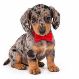 Winston - Dapple male Dachshund puppy in Illinois from William Rotsaert