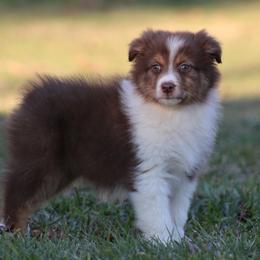 Red Tri Female - Red tri-color female Australian Shepherd puppy in Northport, Alabama from Sipsey River Australian Shepherds