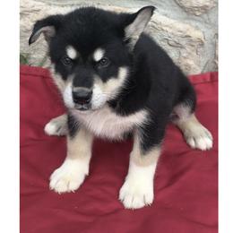 Toboggan - Agouti and white male Alaskan Malamute puppy in Easton, Maryland from Stars Howl-O Kennels by FurEver Friends Inc