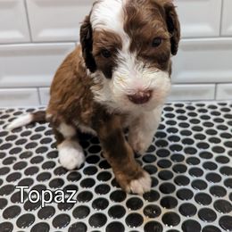 Topaz - Sheepadoodle puppy in Cleburne, Texas from DoodlesOjoy