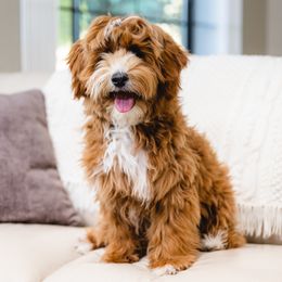 Oberon - Australian Labradoodle