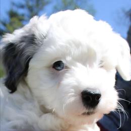Nerd - White male Havapoo puppy in Hendersonville, North Carolina from Grayfinn House