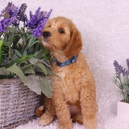 Australian Labradoodle Puppies from Seaspray Australian Labradoodles