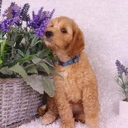 Australian Labradoodle Puppies from Seaspray Australian Labradoodles