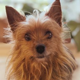 Yorkshire Terriers from Yellow House Yorkies