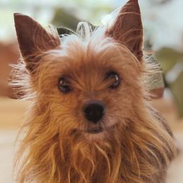 Yorkshire Terriers from Yellow House Yorkies