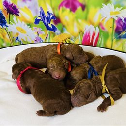 Goldendoodle puppies from Ginger Doodles