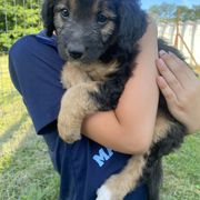 Bordoodle Puppies from The Weekend Farm