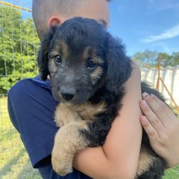 Bordoodle Puppies from The Weekend Farm