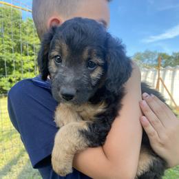 Bordoodle Puppies from The Weekend Farm