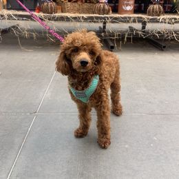 Vera - Poodle