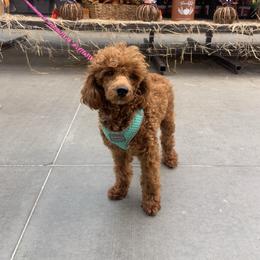 Vera - Poodle
