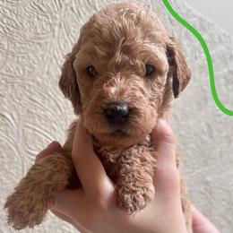 Girl 8 - Apricot female Goldendoodle puppy in San Diego, California from Southside Doodles