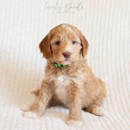 Green Collar Boy - Caramel cream male Australian Labradoodle puppy in Thousand Oaks, California from Lovely Doodle Lane