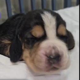 Basset Hound Puppies from Buck Wild 4 Bassets