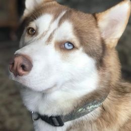 Siberian Huskies from Angels Husky World