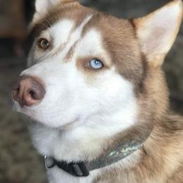 Siberian Huskies from Angels Husky World