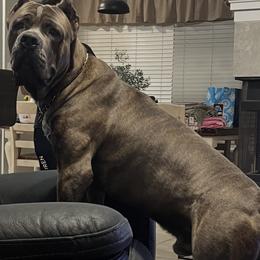 Cane Corso All Grown Up from Majestic Pride Cane Corso LLC