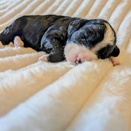 Winnie - Black and white female Bernedoodle puppy in Elkhart, Iowa from Quality Iowa Doodles