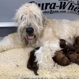 Australian Shepherd and Soft Coated Wheaten Terrier Puppies from Ironwood Ridge Kennels