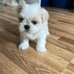 Girl 2 - Gold and white female Shih Tzu puppy in Silver Spring, Maryland from Saraya’s Shih Tzus