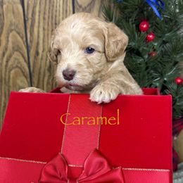 Caramel - Caramel male Australian Labradoodle puppy in Easley, South Carolina from Royal Diamond Labradoodles