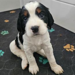 Oakley - Black white and tan female English Springer Spaniel puppy in Columbia, North Carolina from Columbia Spaniels