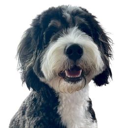 Georgia - Bernedoodle