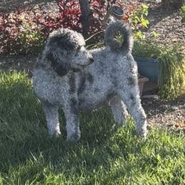 Sassy - Aussiedoodle