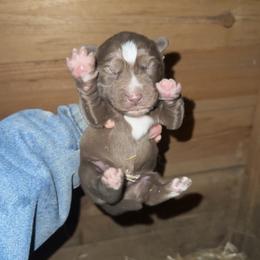Boy 3 - Brown and white male Siberian Husky puppy in Iron River, Wisconsin from Wiemeri Siberians
