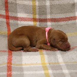 Denim - Dark golden female Golden Retriever puppy in New Weston, Ohio from Bertke AKC Golden Retrievers and Bernese Mountain Dogs