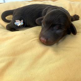 Mocha - Chocolate and tan female Dachshund puppy in Cave City, Kentucky from Mammoth Cave Dachshunds