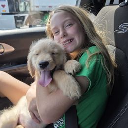Golden Retriever Puppies from 255 Goldens