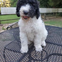 Poodle Puppies from Copper Canyon Standard Poodles