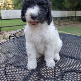 Poodle Puppies from Copper Canyon Standard Poodles