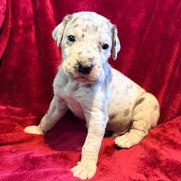 Django - Merle male Great Dane puppy in Jerusalem, Arkansas from Mara Danes