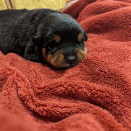 Rottweiler Puppies from Hauser's Kennel