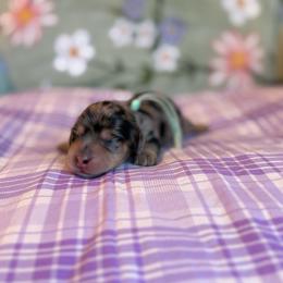Dove - Dapple female Dachshund puppy in Morristown, Tennessee from Hillside Hounds