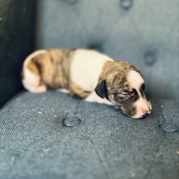 Cedar - Red brindle male Whippet puppy in Clinton, Tennessee from Ivanhoe Borzoi