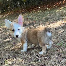 Banner - Red male Pembroke Welsh Corgi puppy in Hope, Arkansas from Foxy Knoll Farm