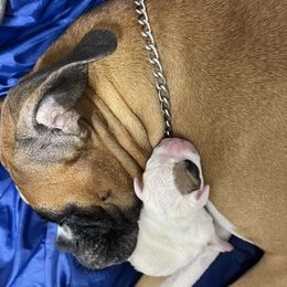 Boxer Puppies from Martinez Boxers of Central Florida
