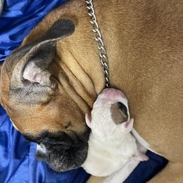 Boxer Puppies from Martinez Boxers of Central Florida