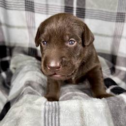 Michael - Chocolate male Labrador Retriever puppy in Great Falls, Montana from Yogo Point Kennels