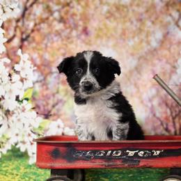 Ladybug - Black and white female Border Collie puppy in Avilla, Indiana from Borderline Kennels