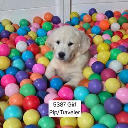 Pip girl 1 - Light golden female Golden Retriever puppy in Niles, Michigan from Composer Goldens