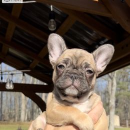 French Bulldog Puppies from Piper’s Pups