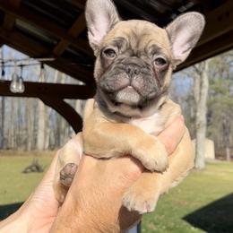 French Bulldog Puppies from Piper’s Pups